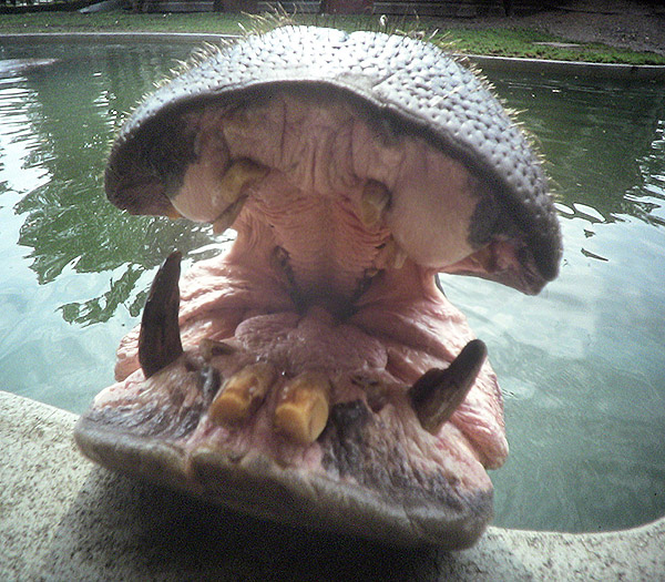 Hippo